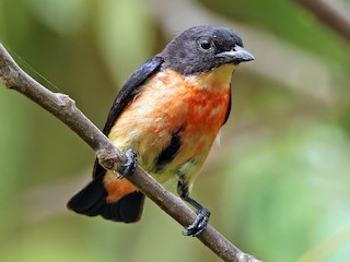  - Pink-breasted Flowerpecker