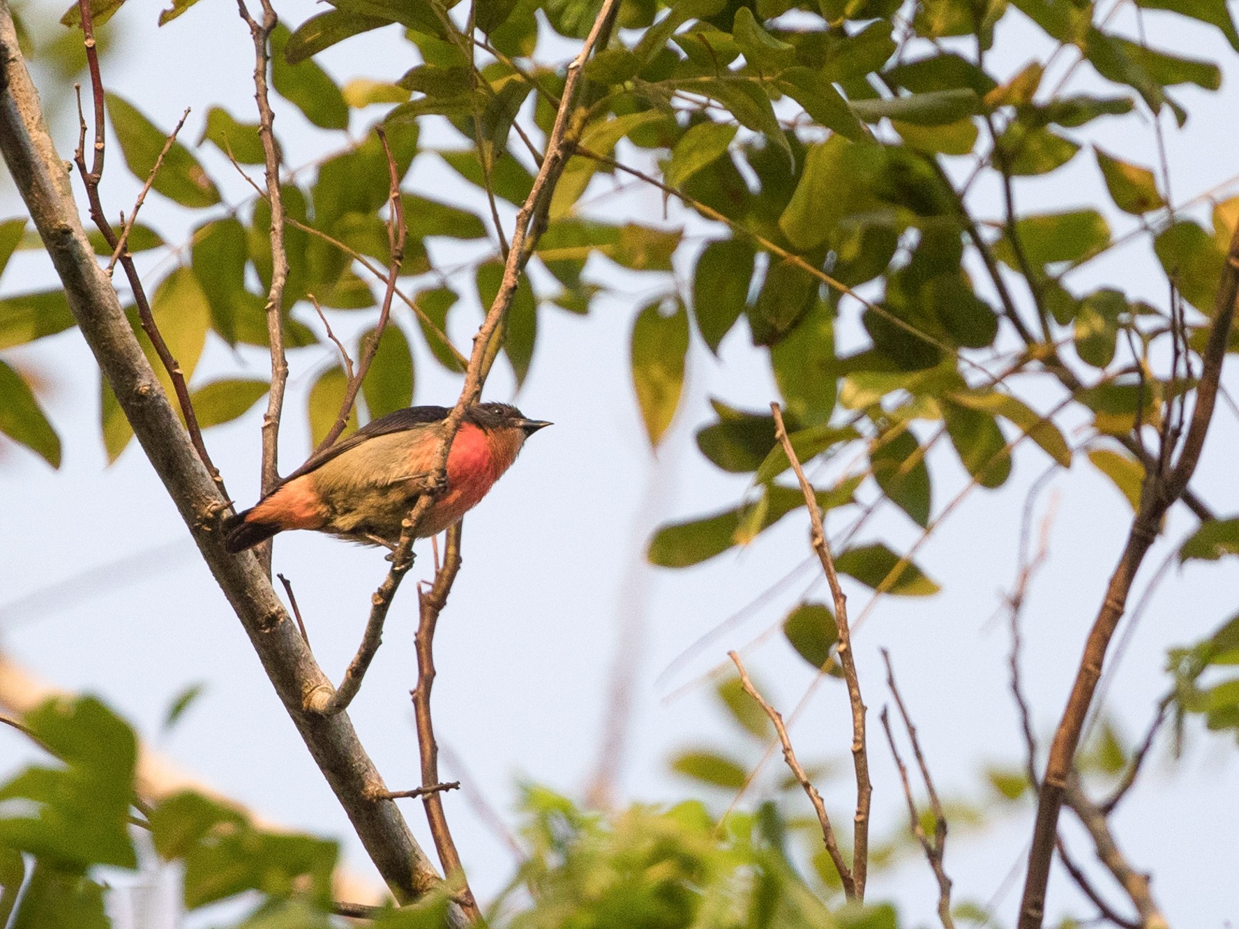 Pink-breasted Flowerpecker - Marcel Holyoak