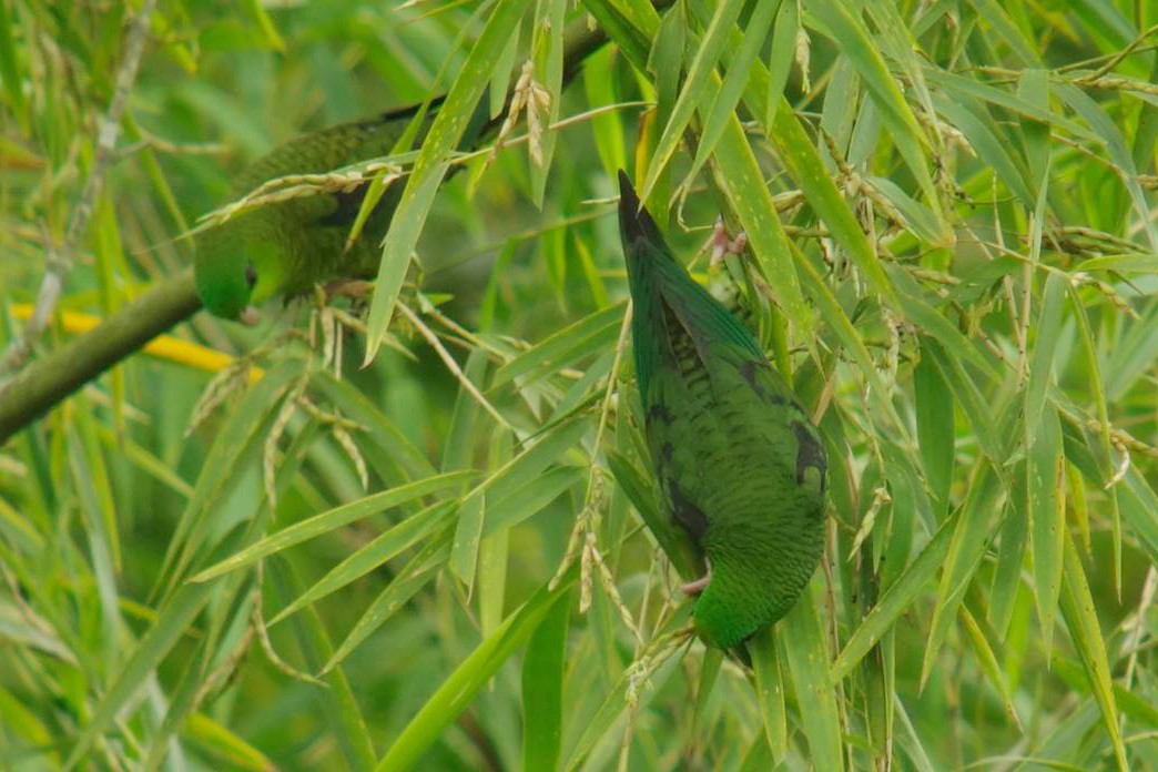 Barred Parakeet - Tinamú Birding Nature Reserve