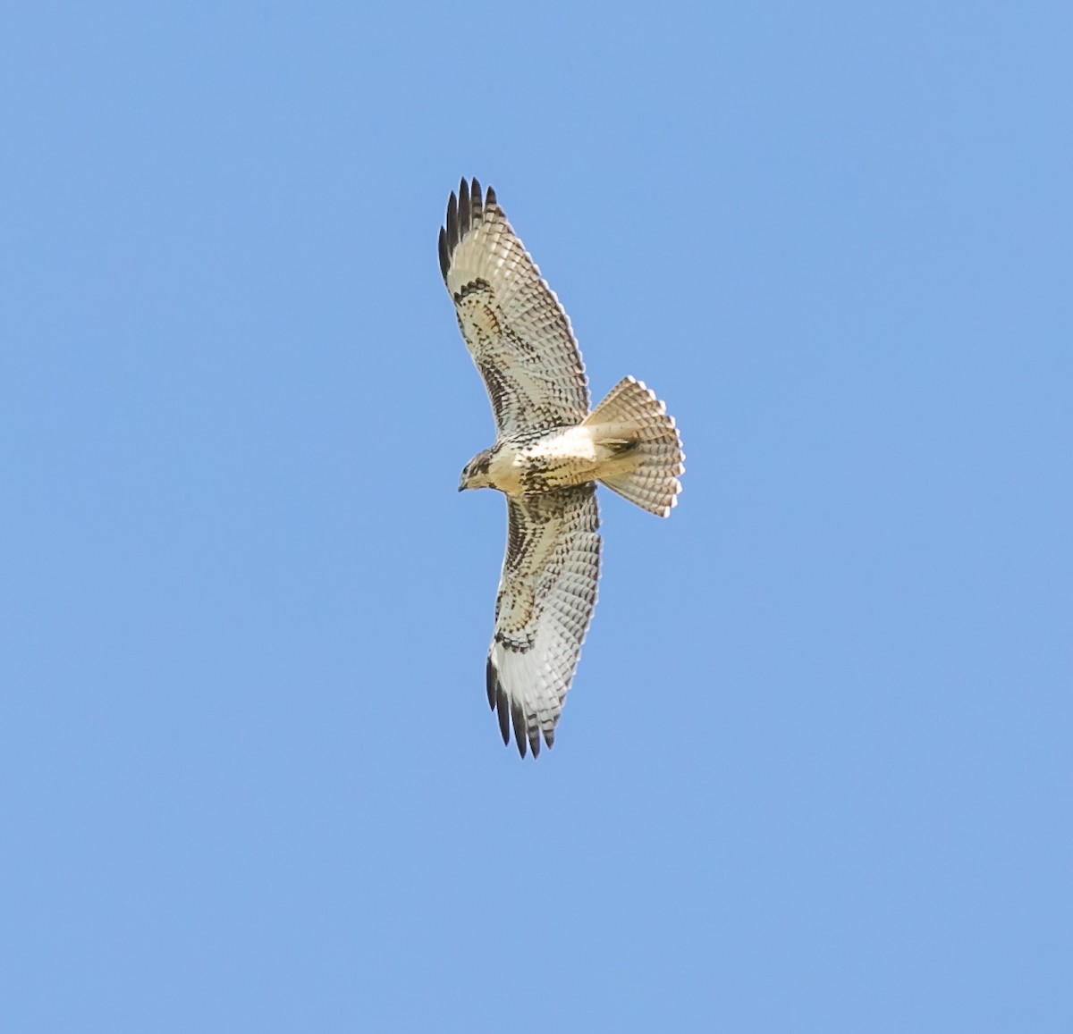 Red-tailed Hawk - ML603094641