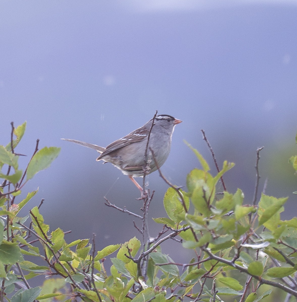 White-crowned Sparrow - ML603095381