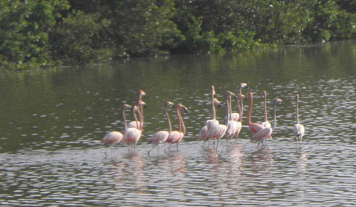 American Flamingo - Miriela Capó Díaz