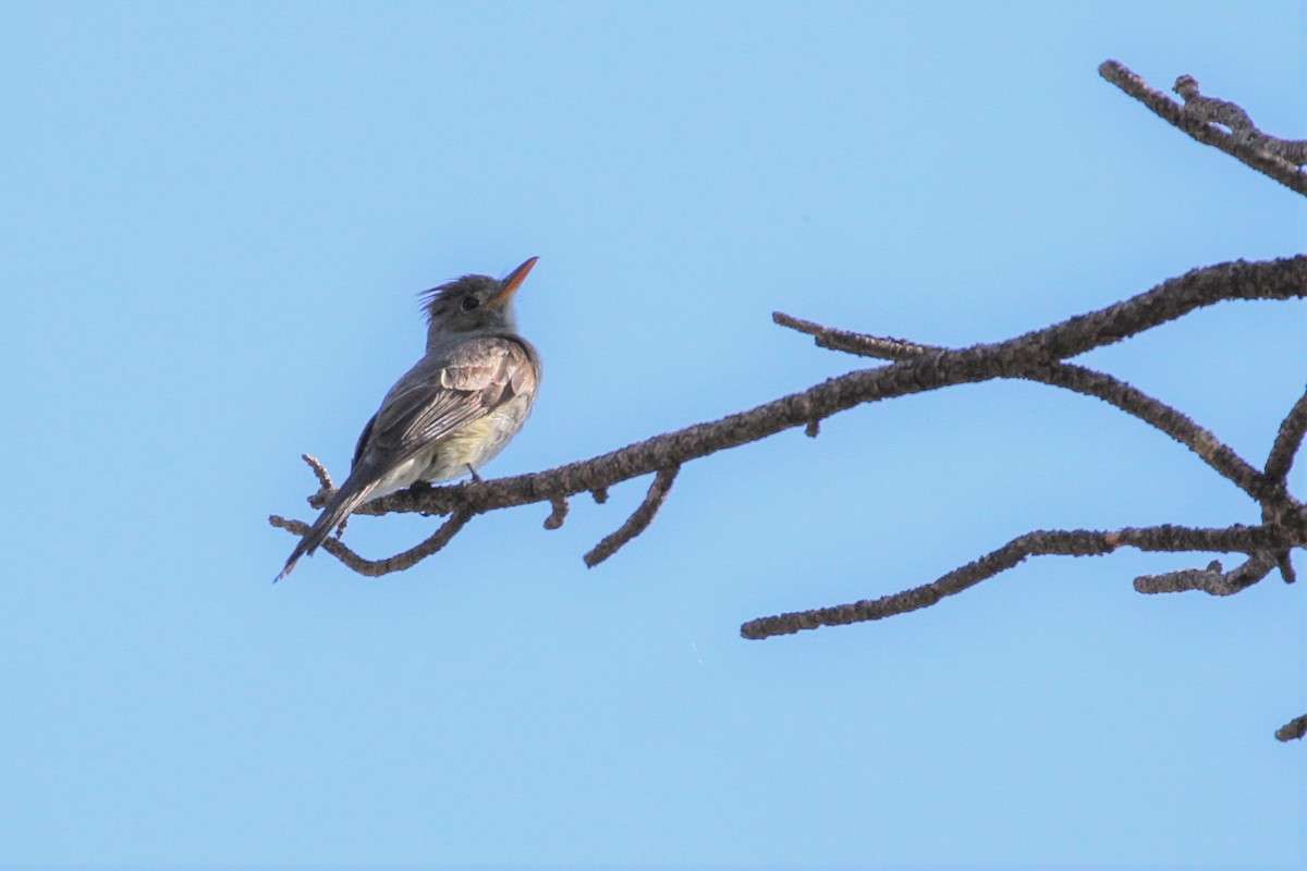 Greater Pewee - ML603099771