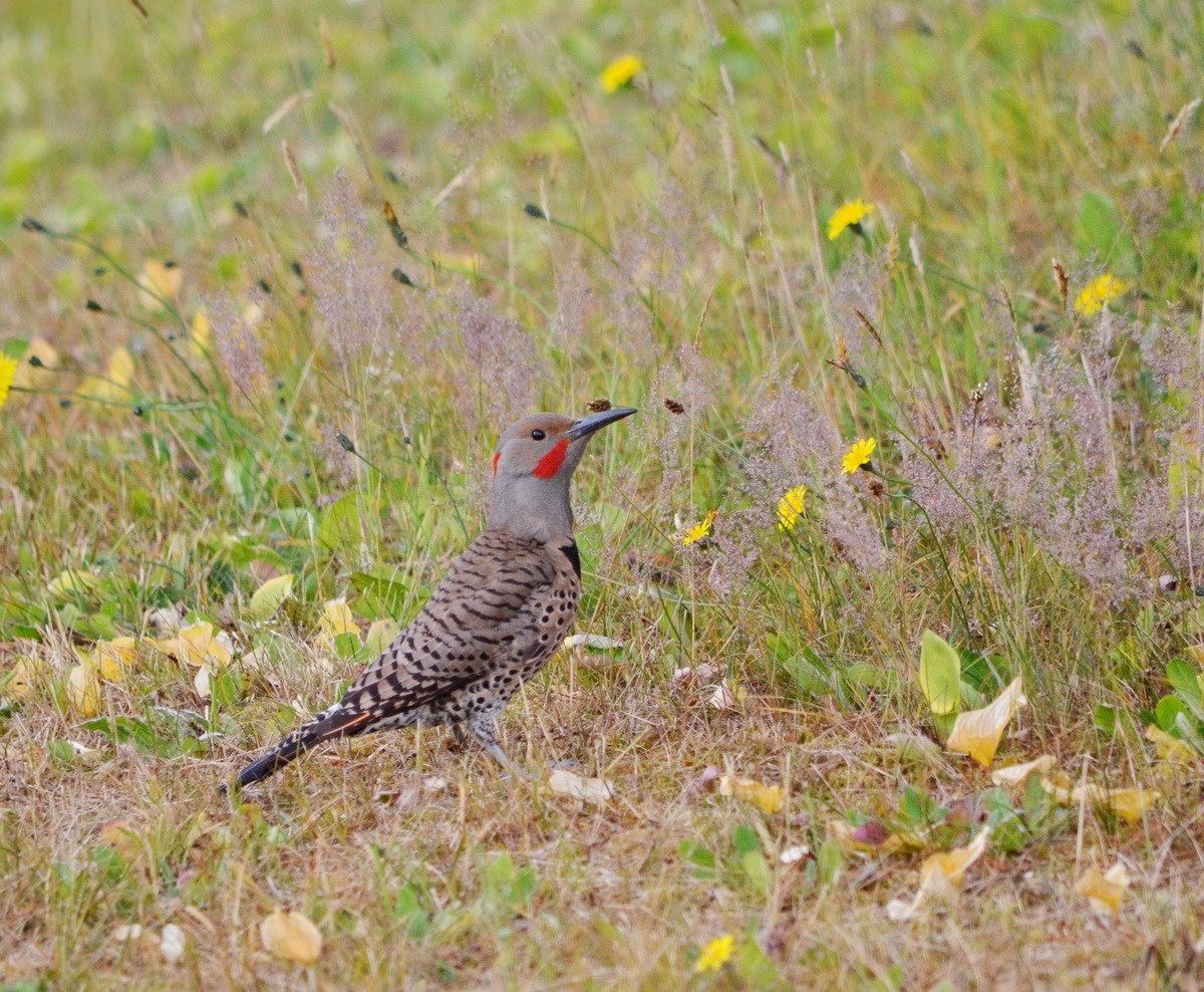 Northern Flicker (Red-shafted) - ML603100441