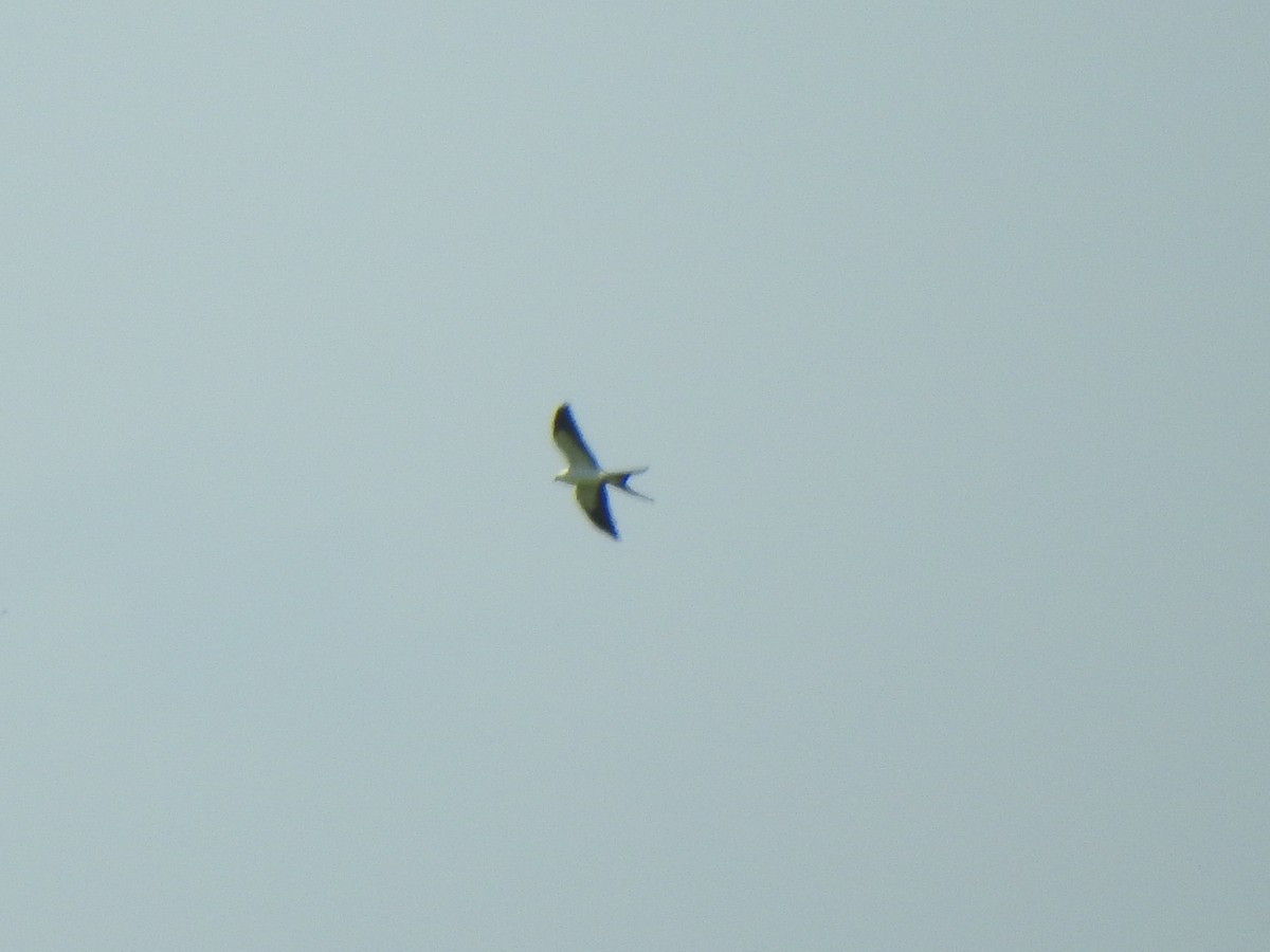 Swallow-tailed Kite - ML603100901