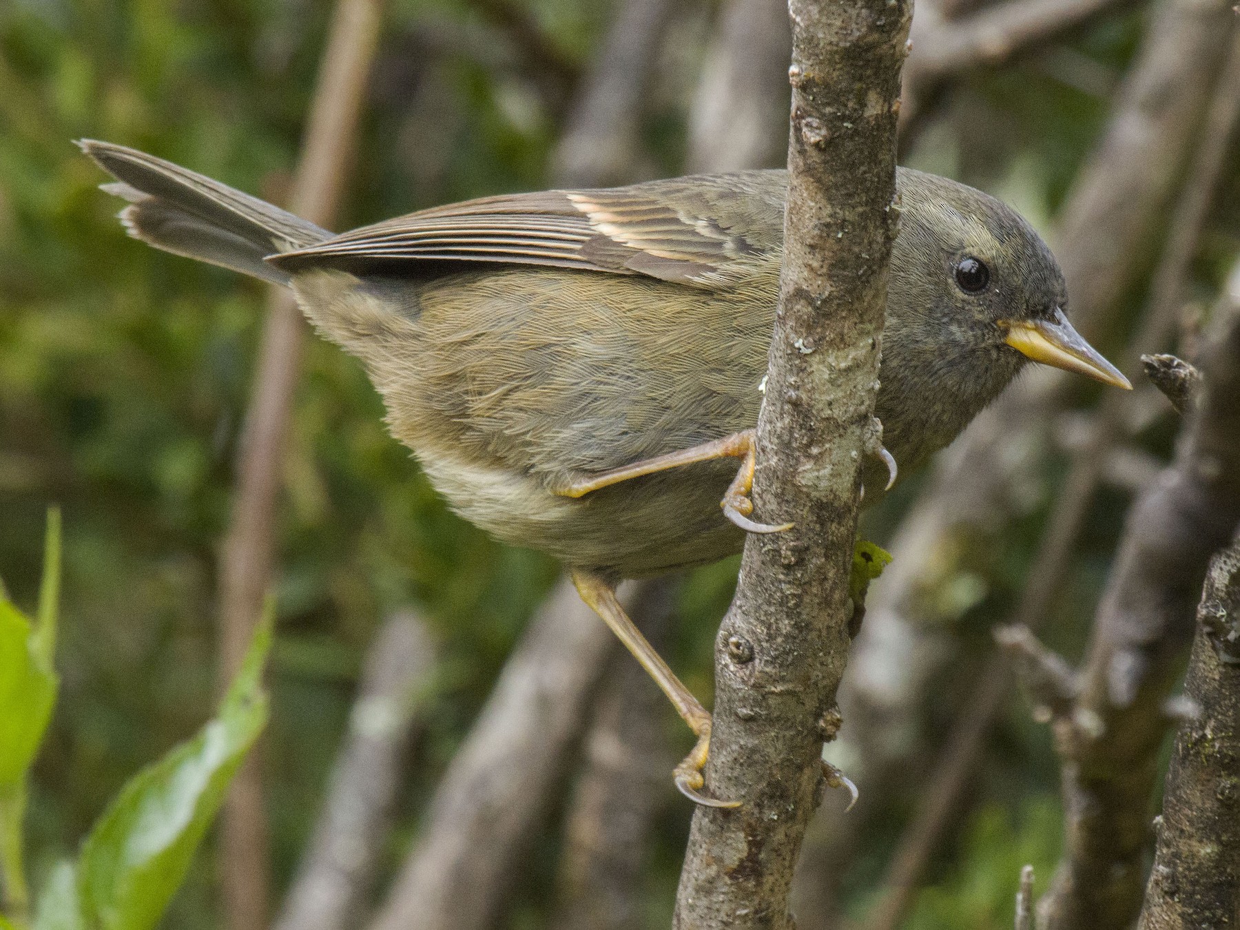 Pegbilled Finch eBird
