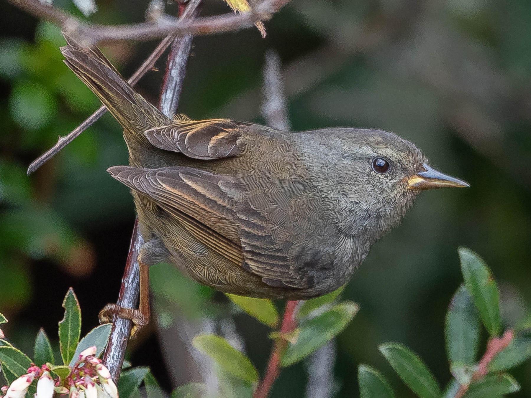 Pegbilled Finch eBird