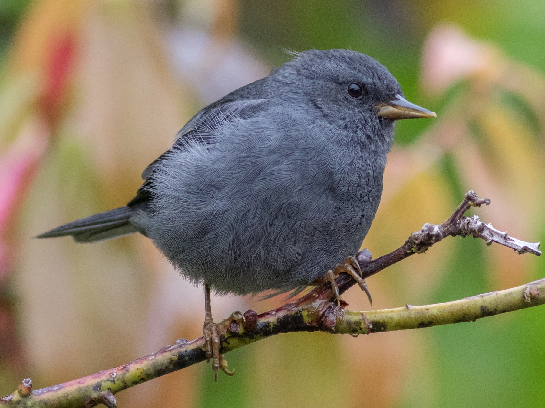 Pegbilled Finch eBird