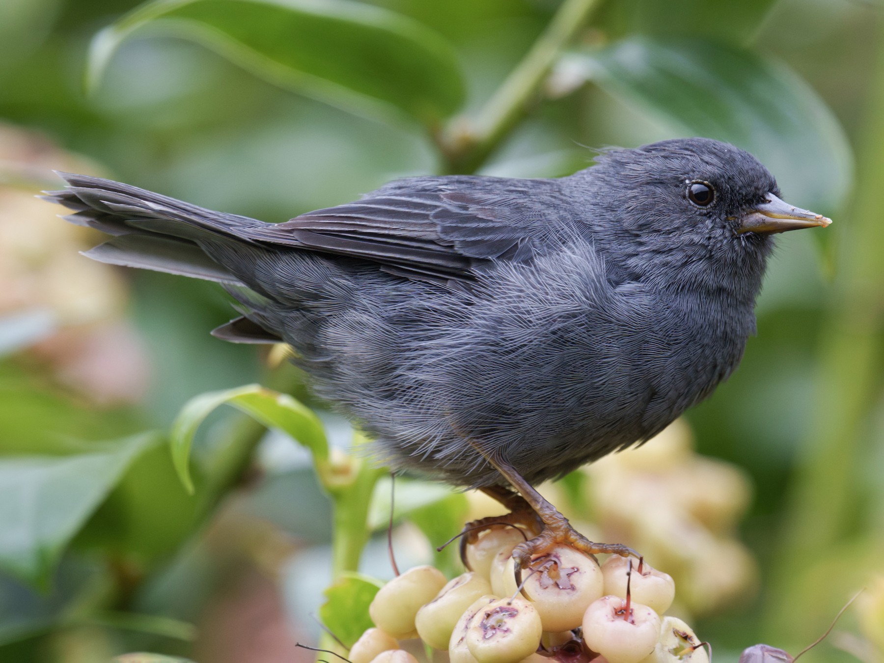 Pegbilled Finch eBird