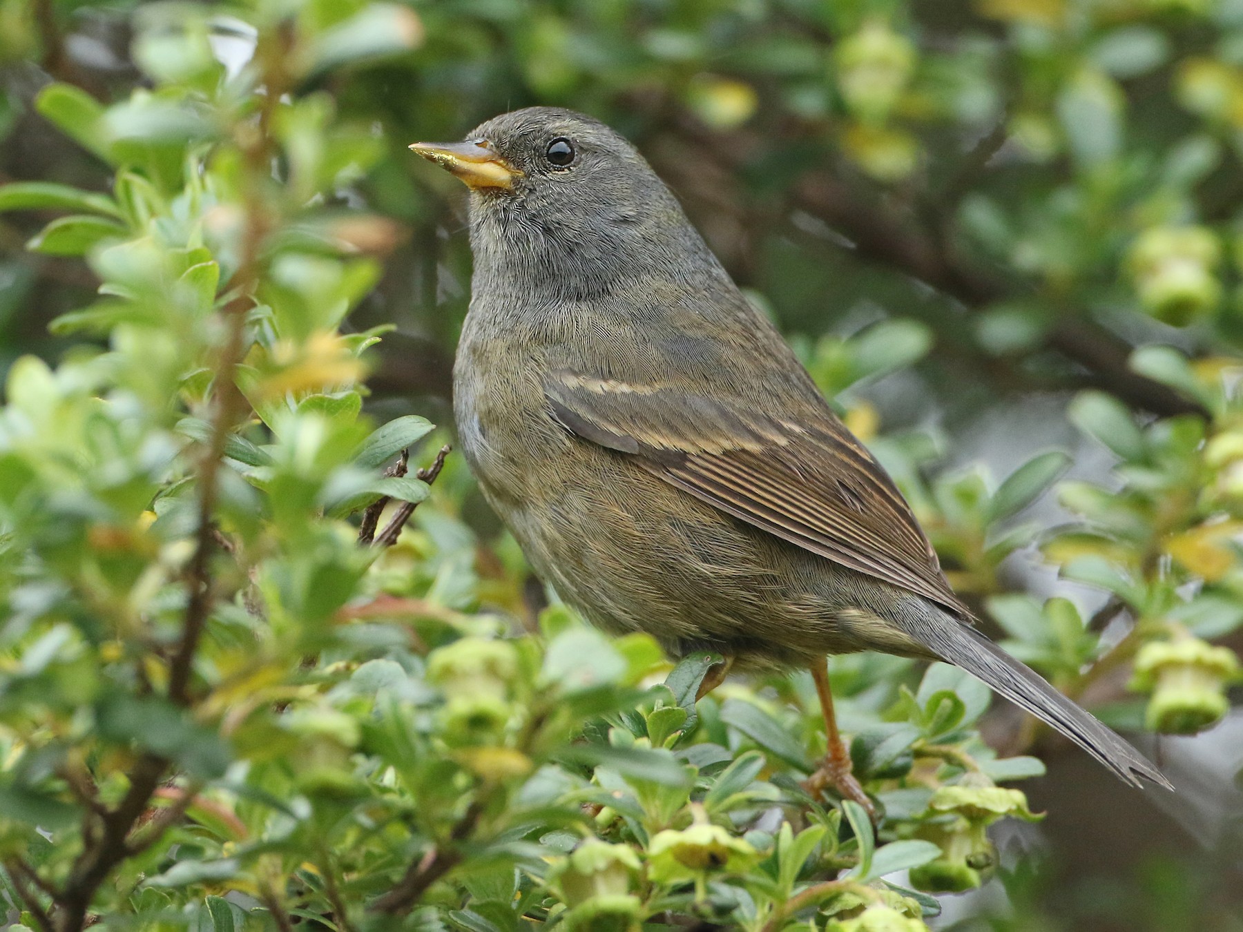 Pegbilled Finch eBird