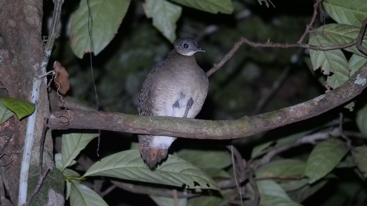 White-throated Tinamou - Micah Riegner