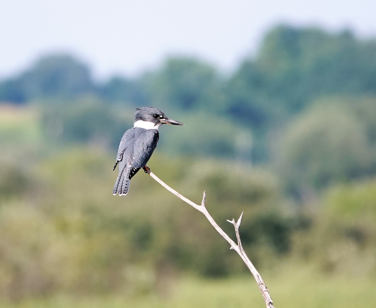 Belted Kingfisher - ML603114981