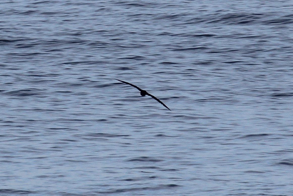 Black-footed Albatross - ML603117111