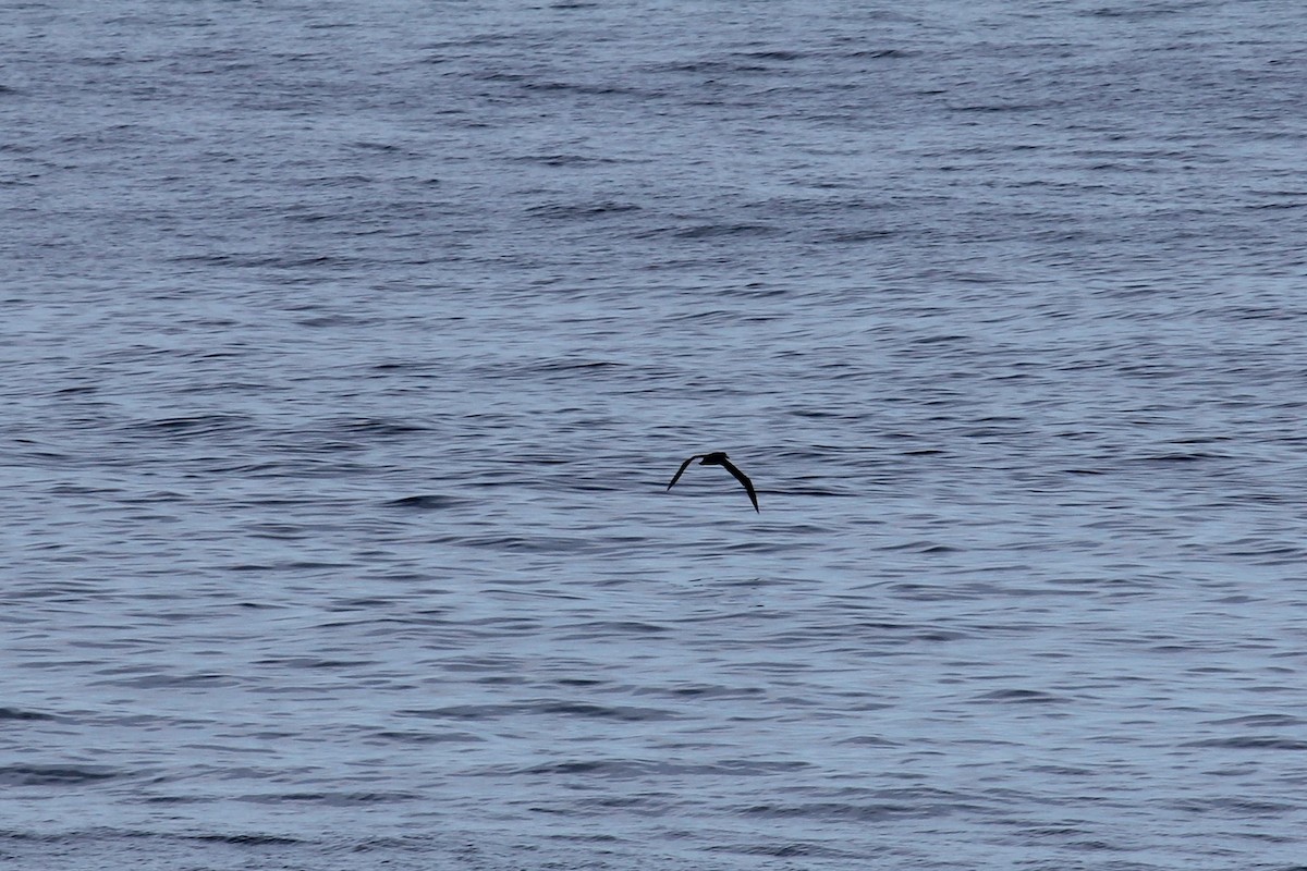 Black-footed Albatross - ML603117121