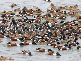  - Northern Shoveler