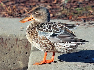  - Northern Shoveler