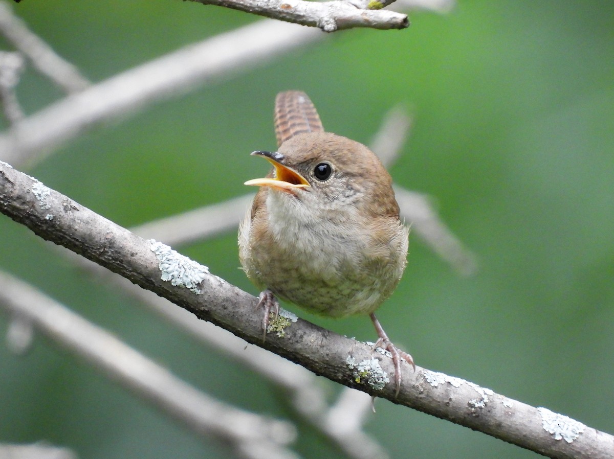 ML603127361 House Wren Macaulay Library
