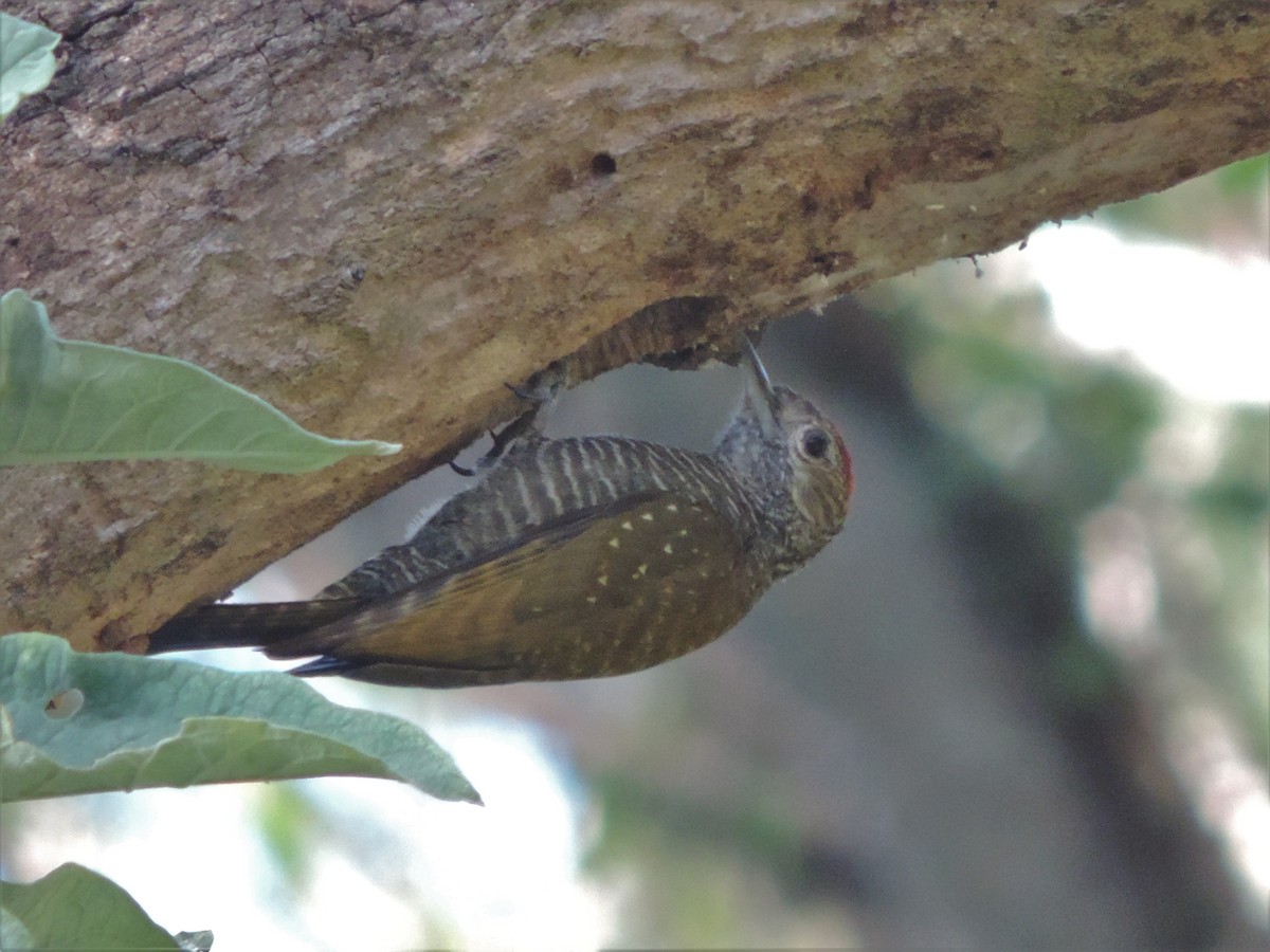 Dot-fronted Woodpecker - ML603128921