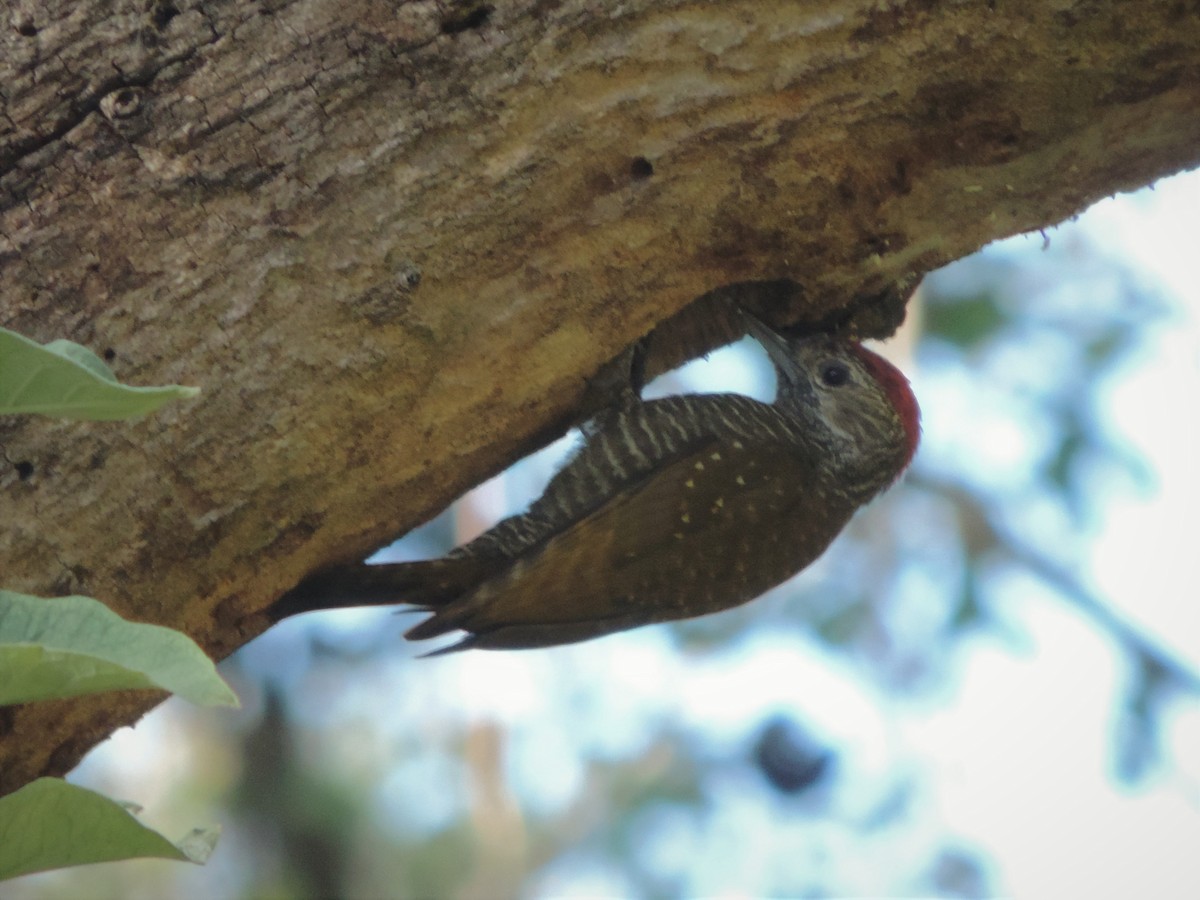 Dot-fronted Woodpecker - ML603129051