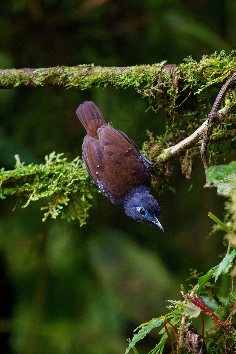 Chestnut-backed Antbird (Short-tailed) - ML603130041
