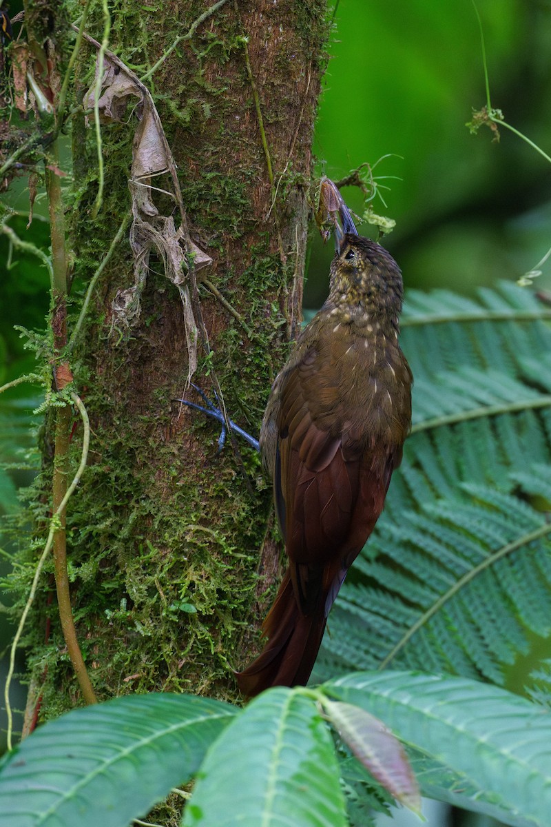 Spotted Woodcreeper - ML603130381