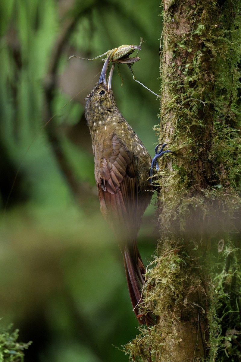 Spotted Woodcreeper - ML603130391