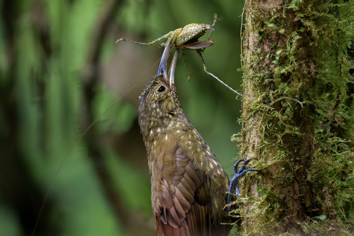 Spotted Woodcreeper - ML603130401