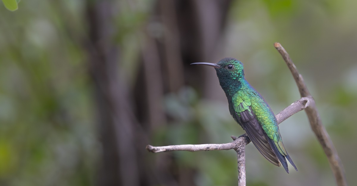 Shining-green Hummingbird - Bill Sharkey