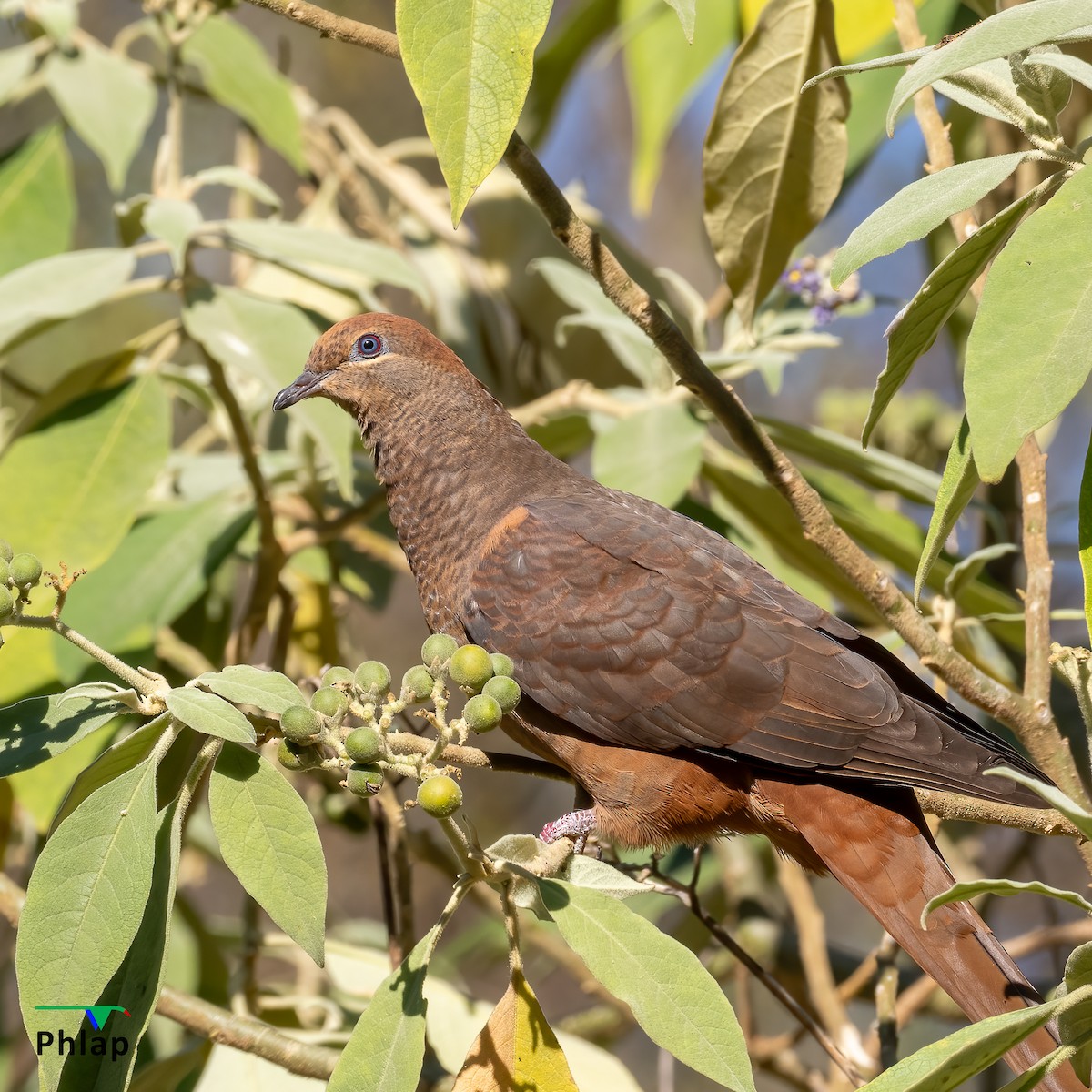 Brown Cuckoo-Dove - Rodney Appleby