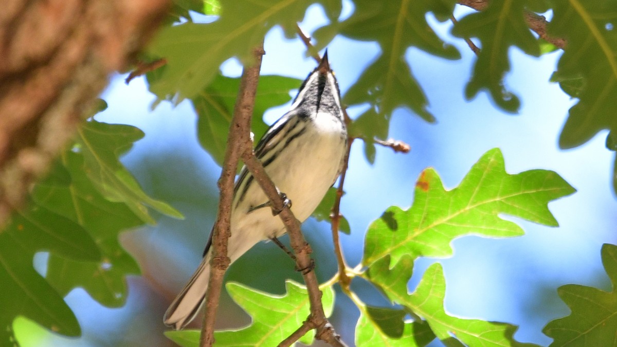 Black-throated Gray Warbler - ML603132111