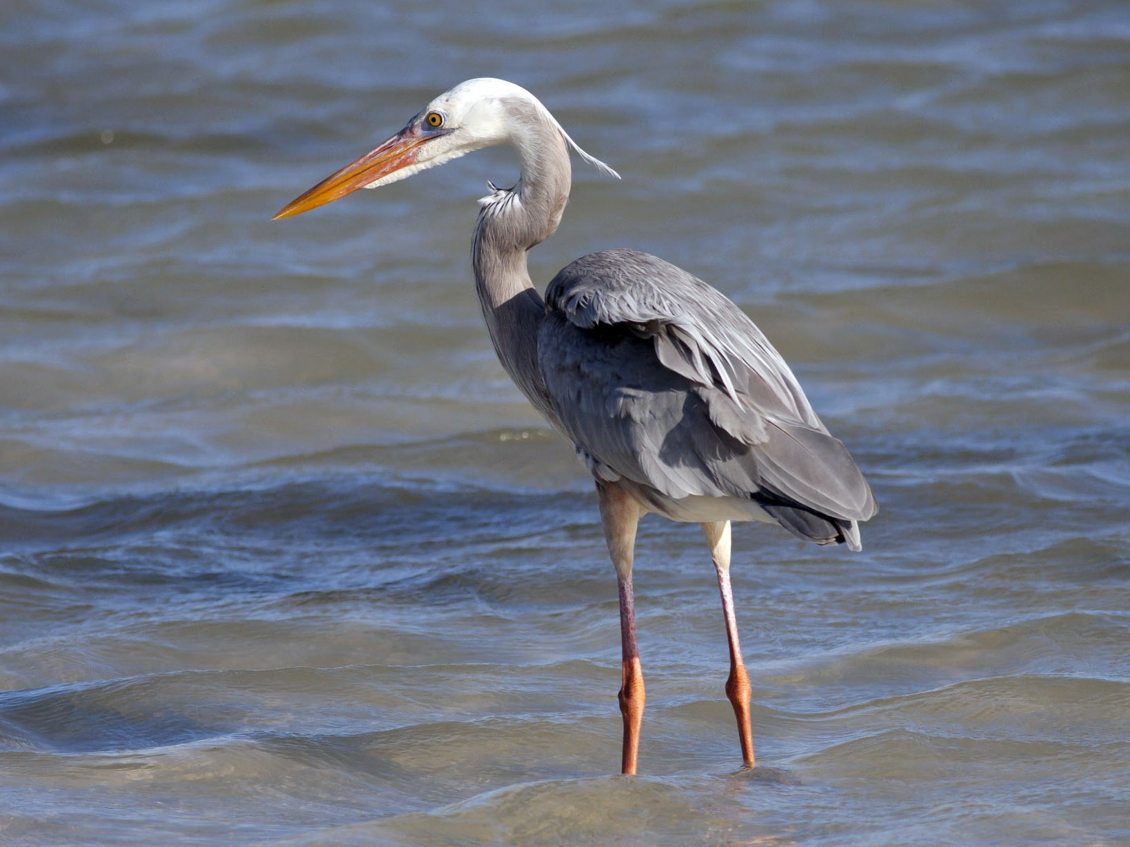 Great Blue Heron - Michael Todd