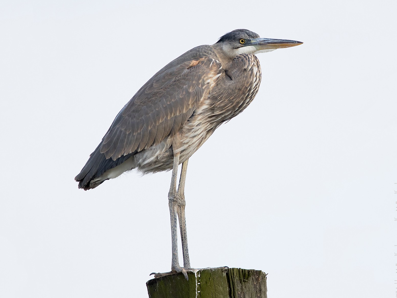 Great Blue Heron - Ashley Bradford