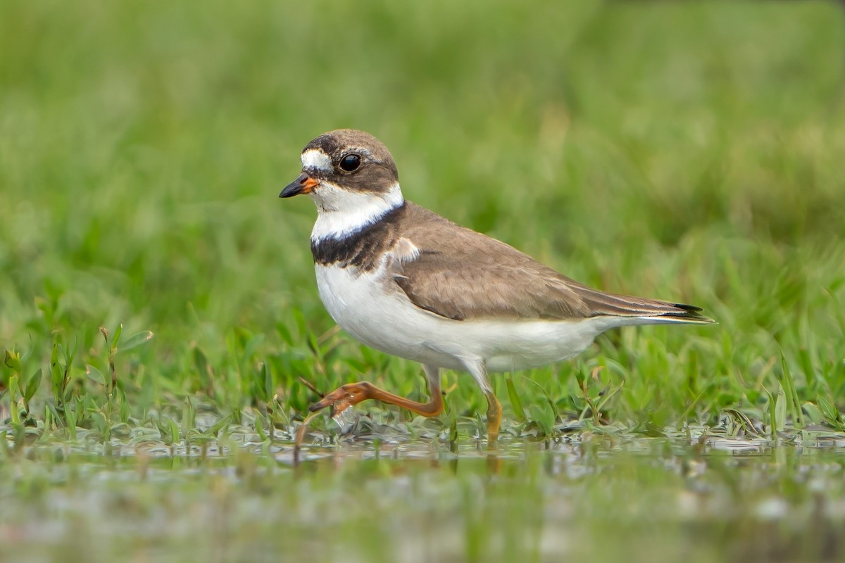 Semipalmated Plover - ML603142541