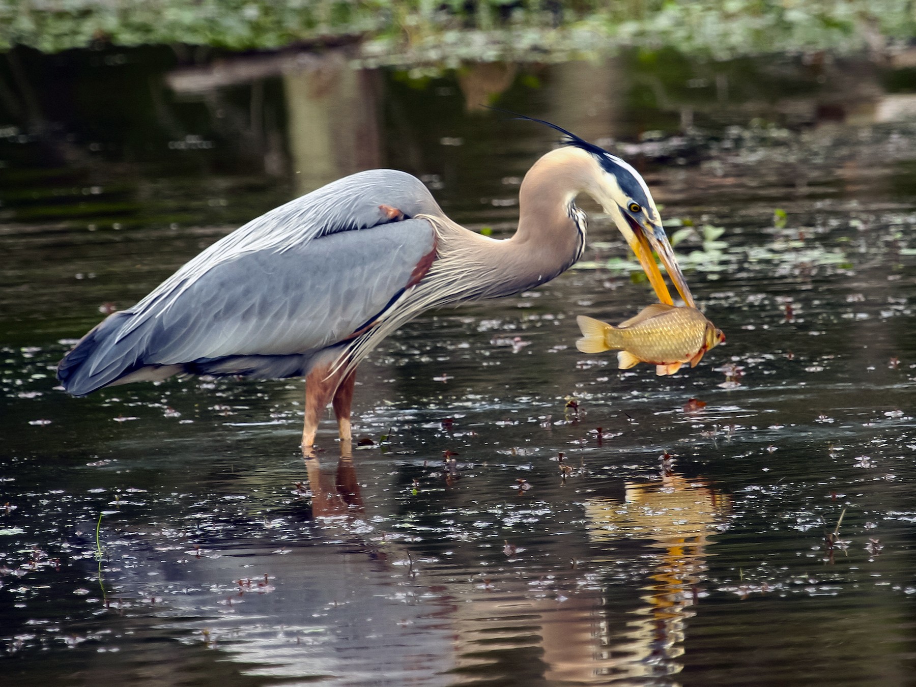 Great Blue Heron - Tom Davis