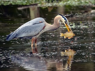  - Great Blue Heron