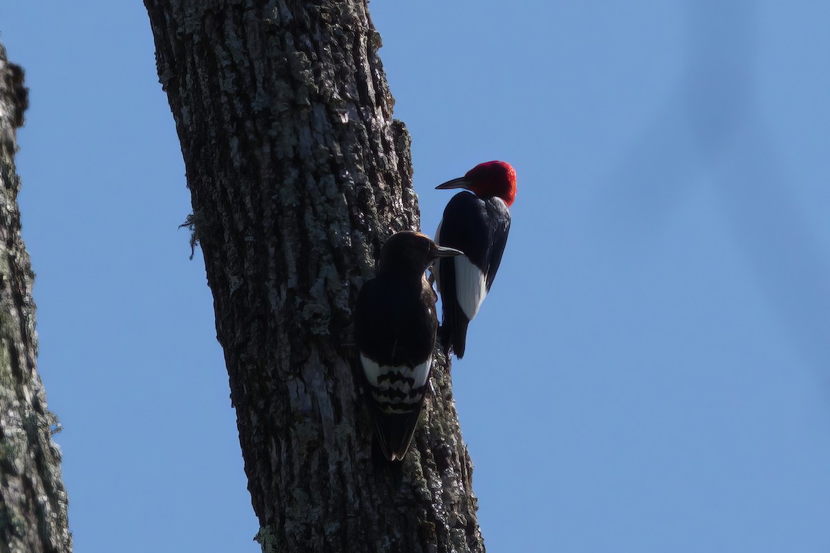 Red-headed Woodpecker - ML603142741