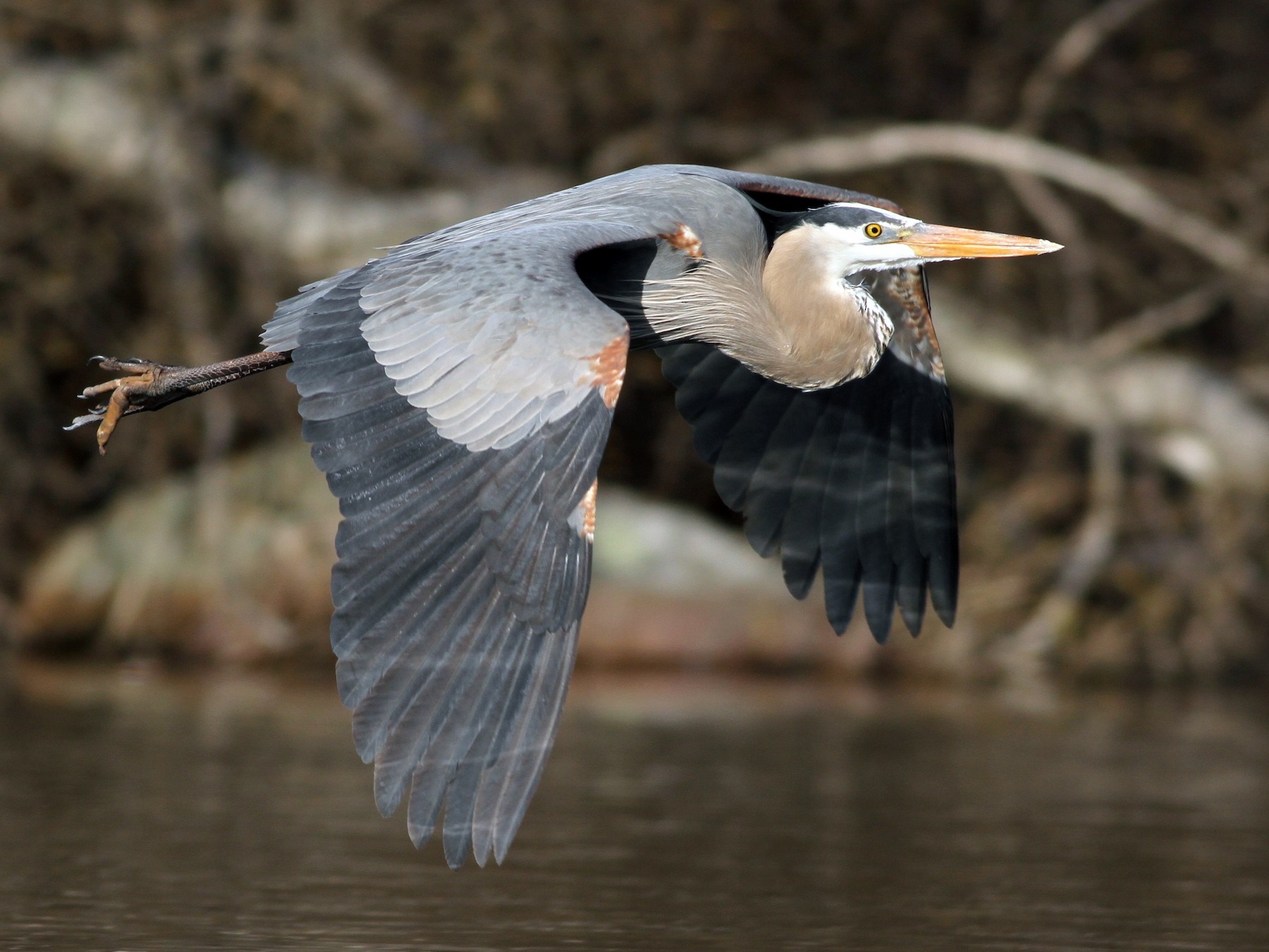 Great Blue Heron Ebird