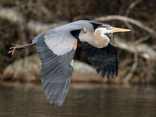 成鳥 (Blue form) - Evan Lipton - ML60314281