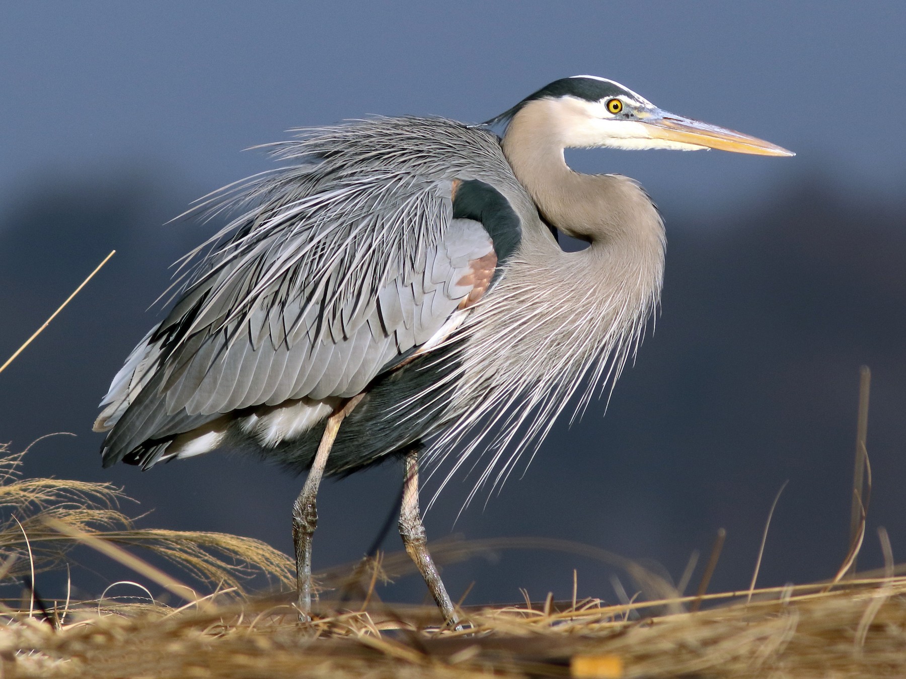 オオアオサギ Ebird