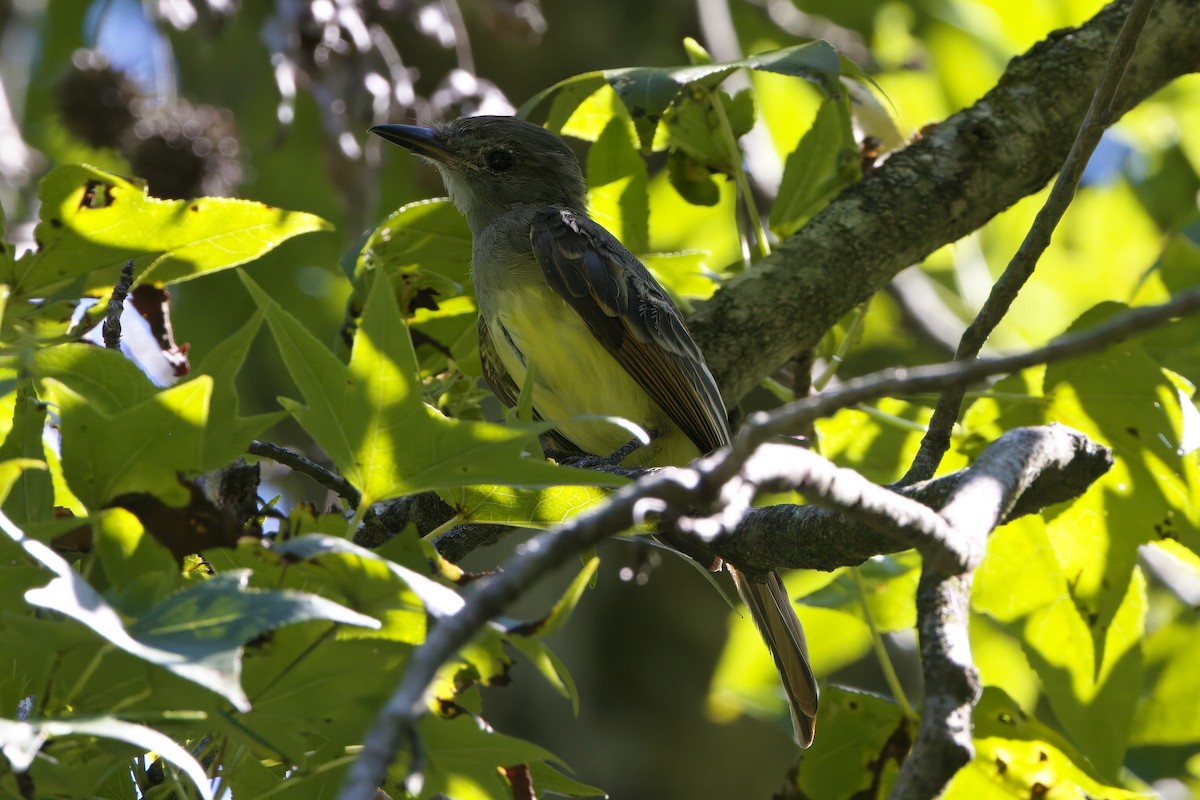 Great Crested Flycatcher - ML603142961