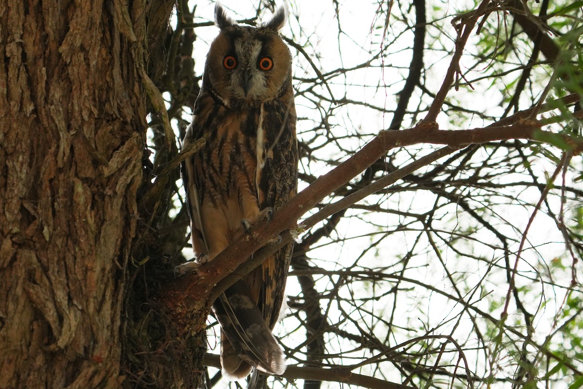 Long-eared Owl - ML603147011