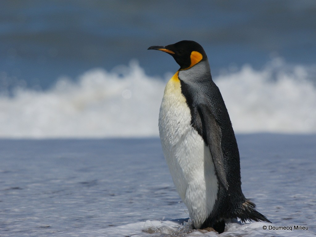 King Penguin - ML60314781