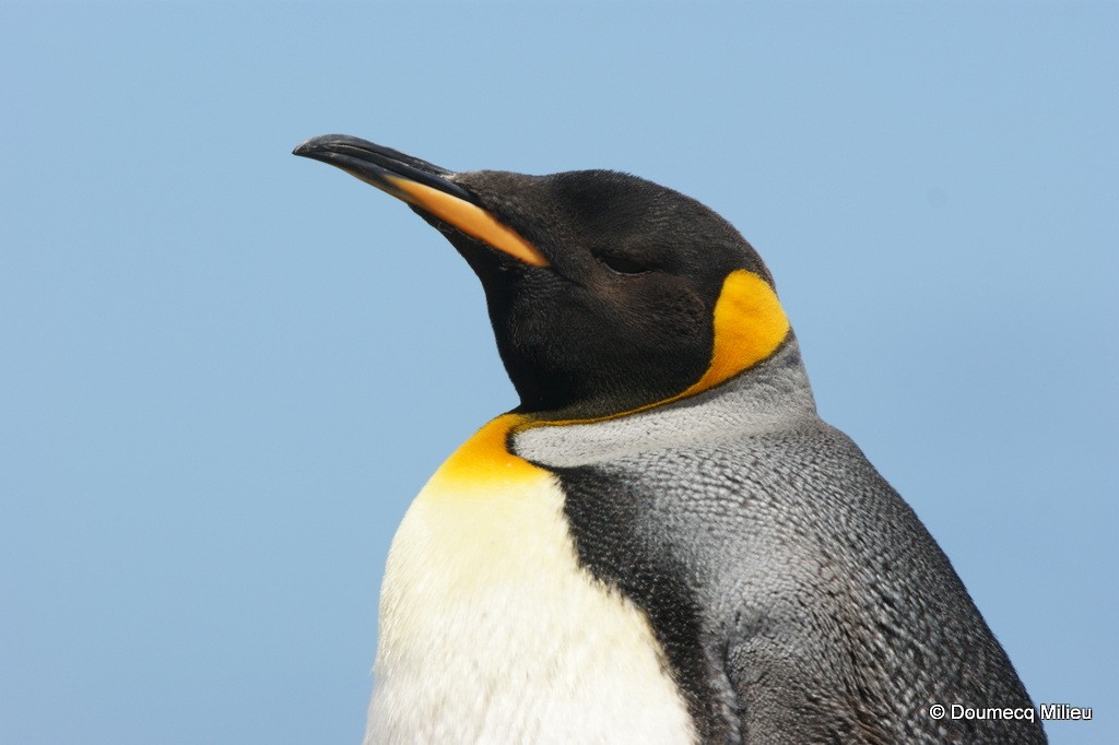 Королевский пингвин - ML60314791