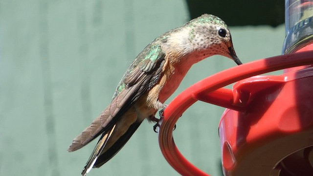 Broad-tailed Hummingbird - ML603148841