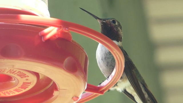 Broad-tailed Hummingbird - ML603150131