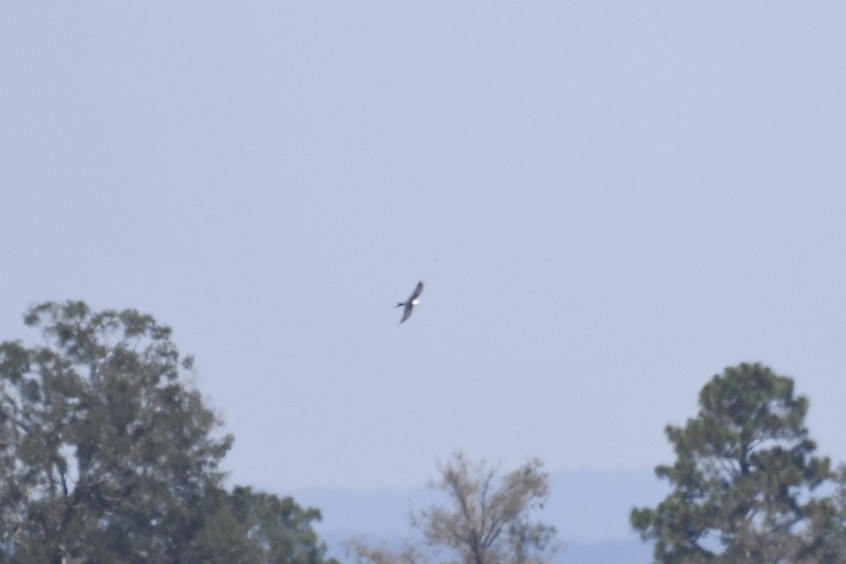 Swallow-tailed Kite - ML603151431