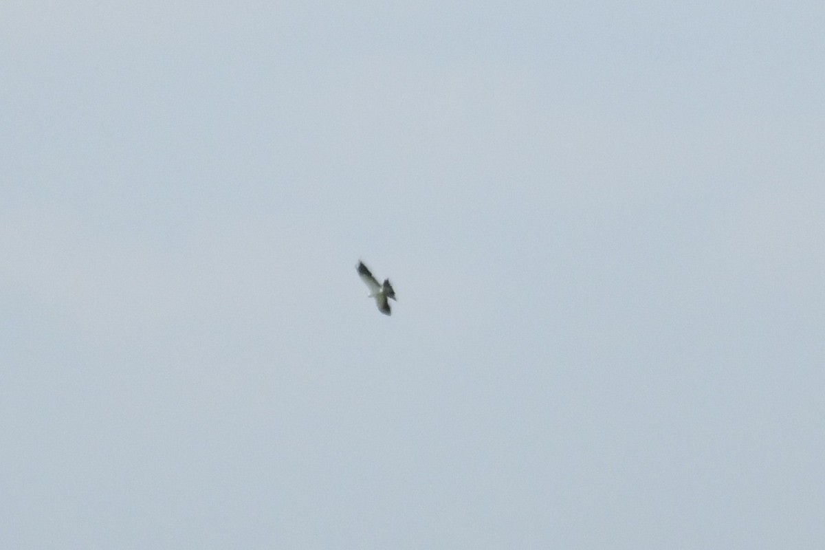 Swallow-tailed Kite - ML603151441
