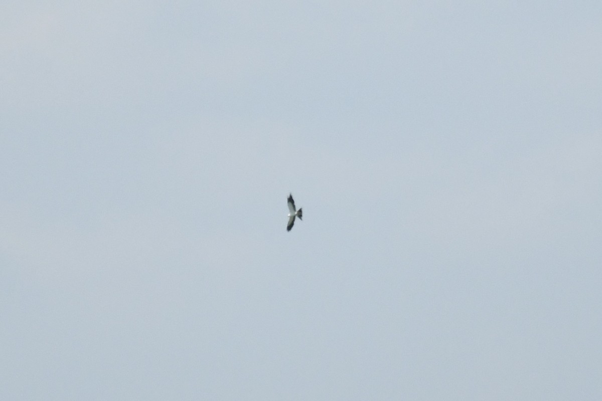 Swallow-tailed Kite - ML603151451