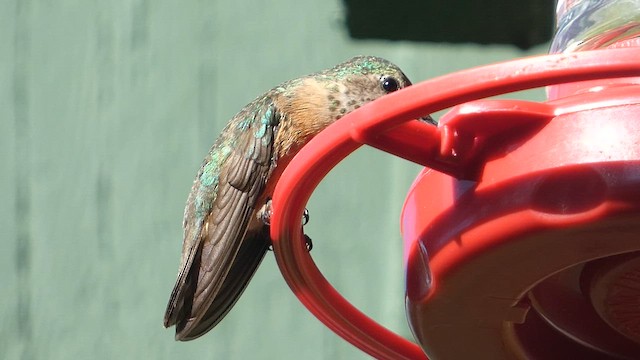 Rufous Hummingbird - ML603151571