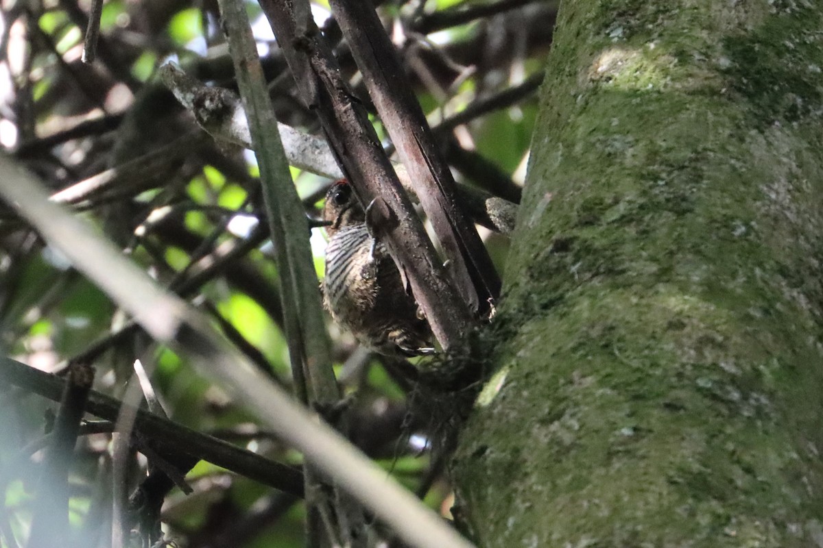 White-barred Piculet - ML603151701